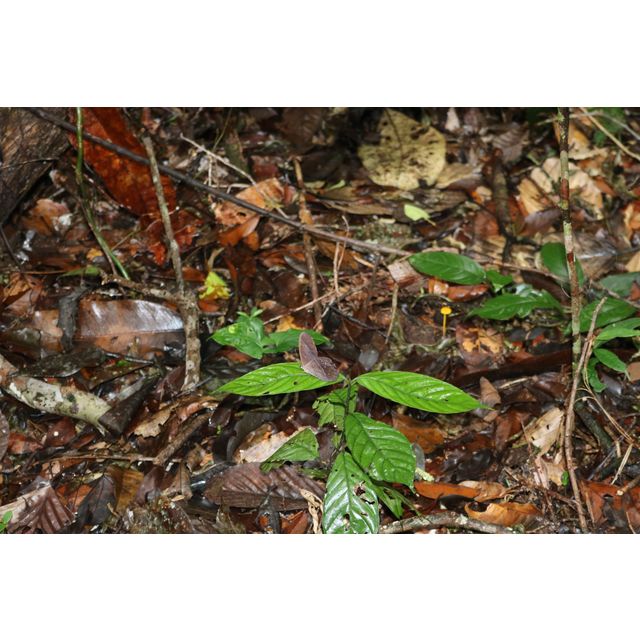 Nymphalinae sp.