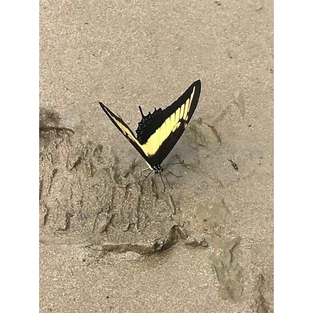 Heraclides androgeus