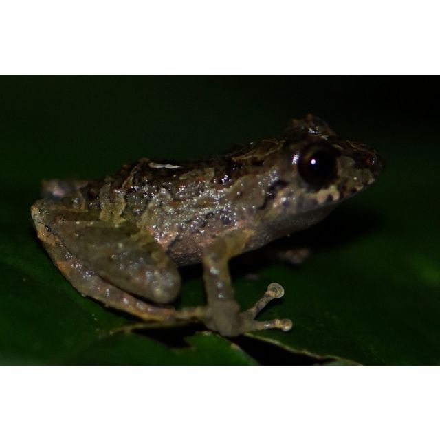 Pristimantis altamazonicus