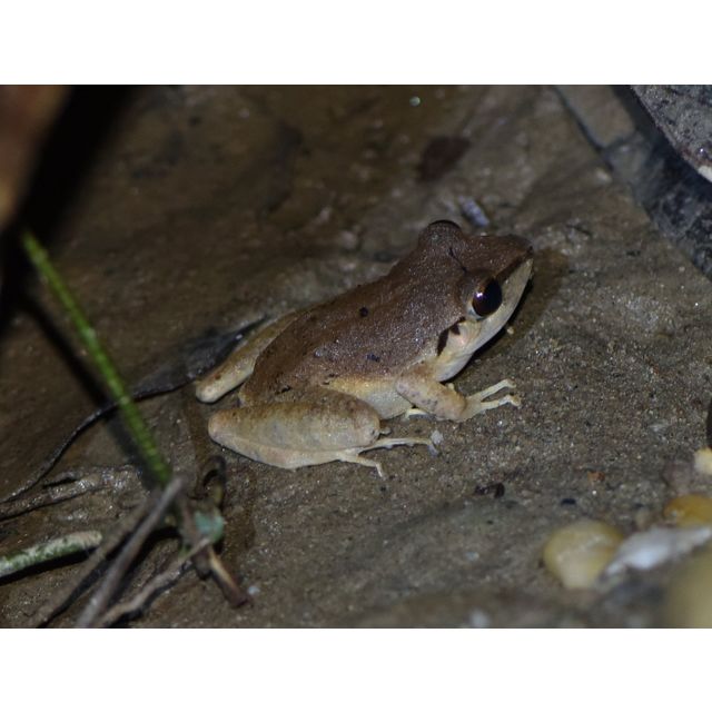 Pristimantis conspicillatus