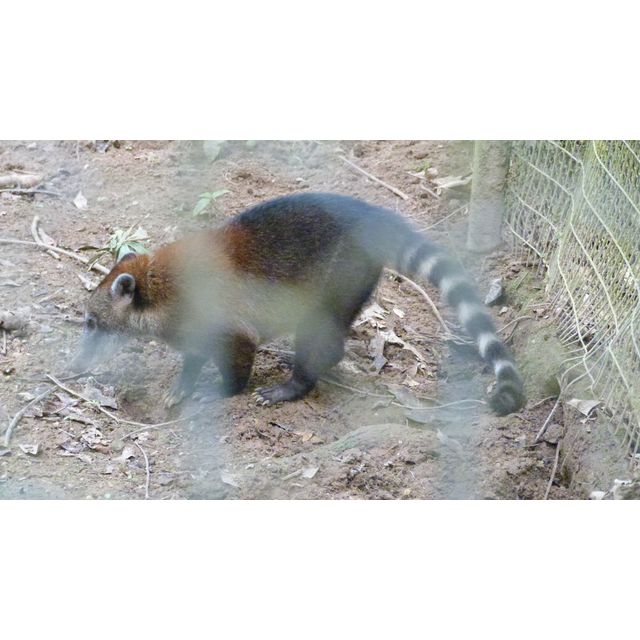 Nasua jivaro