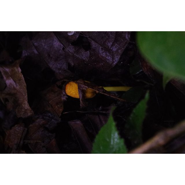 Leucocoprinus sulphurellus?