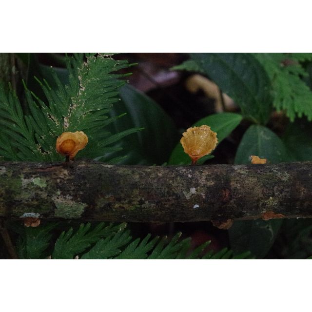 Cymatoderma dendriticum?