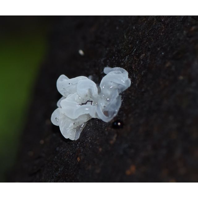 Tremella fuciformis?