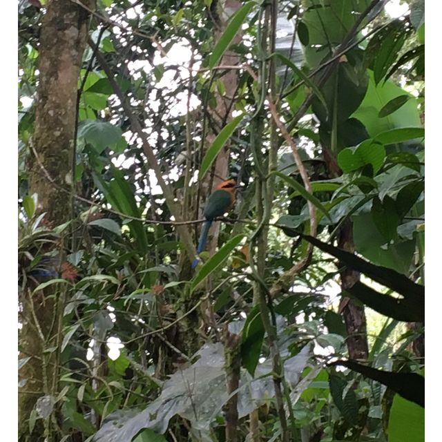 Baryphthengus martii (Rufous motmot)