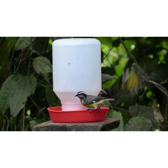 Coereba flaveola (Banana quit)