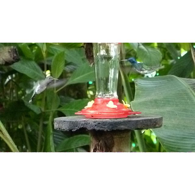 Taphrospilus hypostictus (Many-spotted hummingbird)