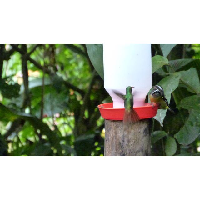 Heliodoxa jacula (Green-crowned brilliant)