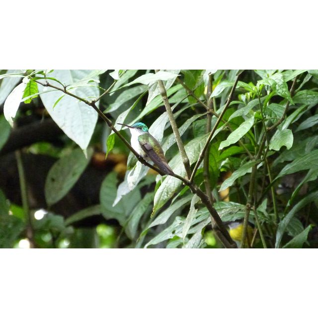 Thalurania fannyi (Green-crowned woodnymph) Heliodoxa rubinoides (Fawn-breasted brilliant)