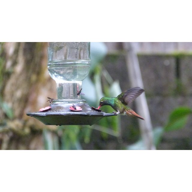 Amazilia tzacatl (Rufous-tailed hummingbird)