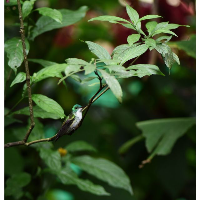 Amazilia franciae (Andean emerald)