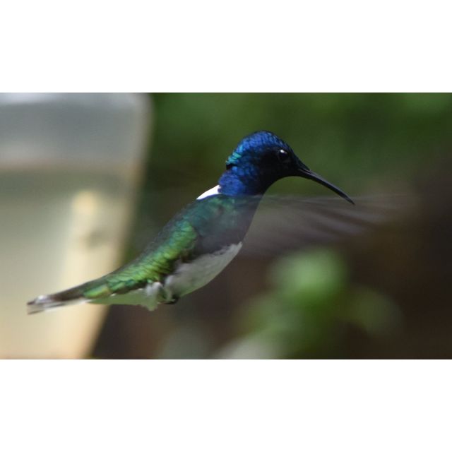 В Florisuga mellivora (White-necked jacobin)