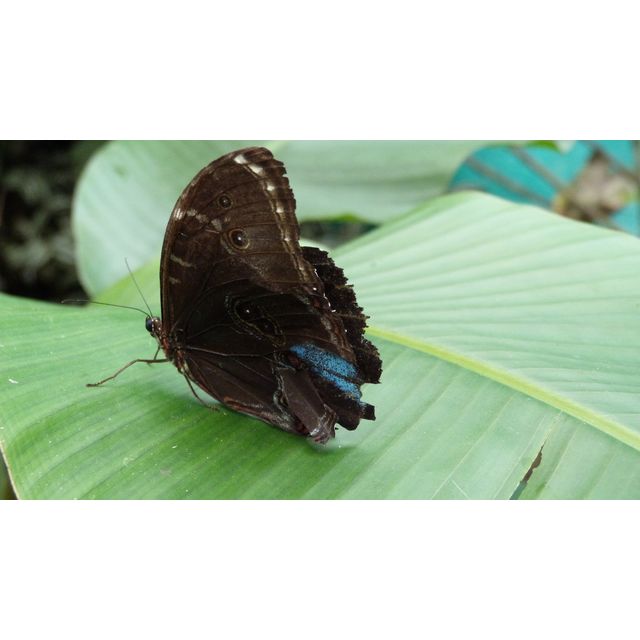 Morpho helenor rugitaeniatus
