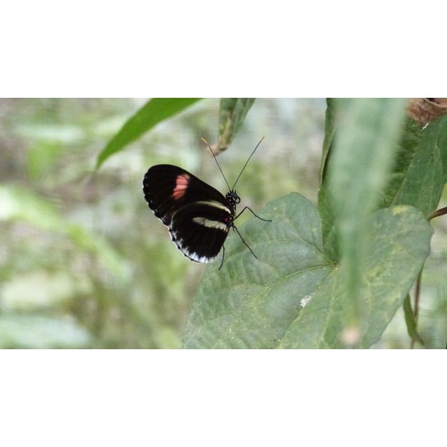 Heliconius sp.