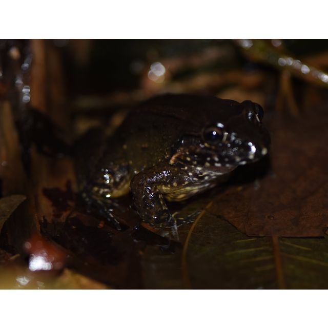 Leptodactylus melanonotus