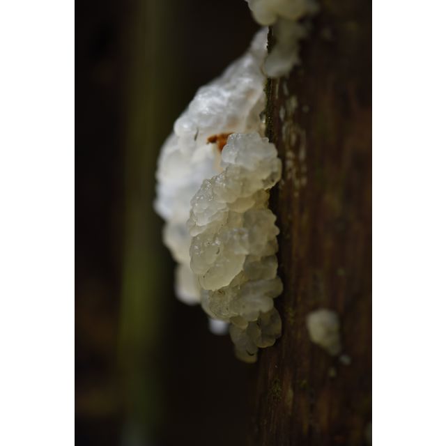Tremella fuciformis?
