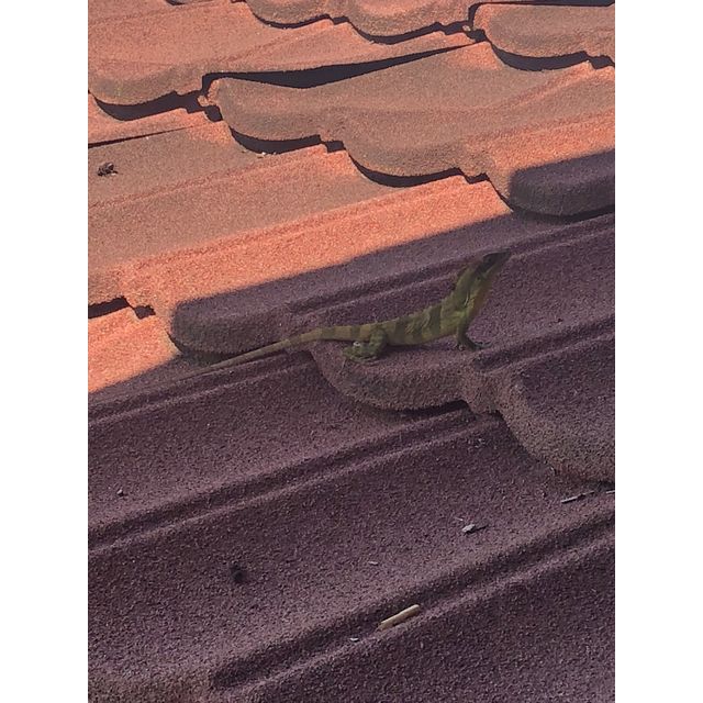 Anolis parilis