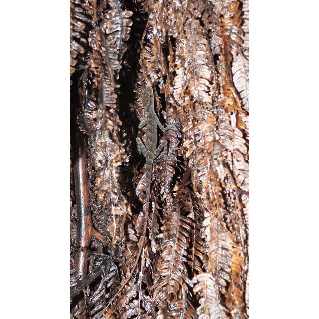 Anolis gracilipes