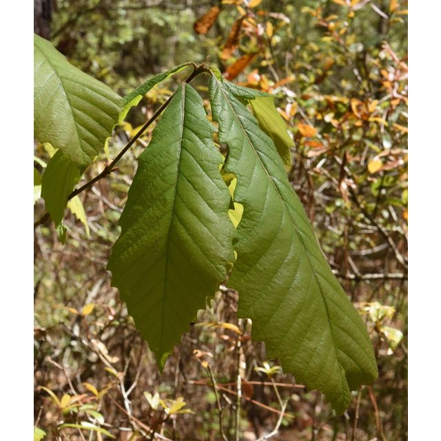 Castanea pumila?