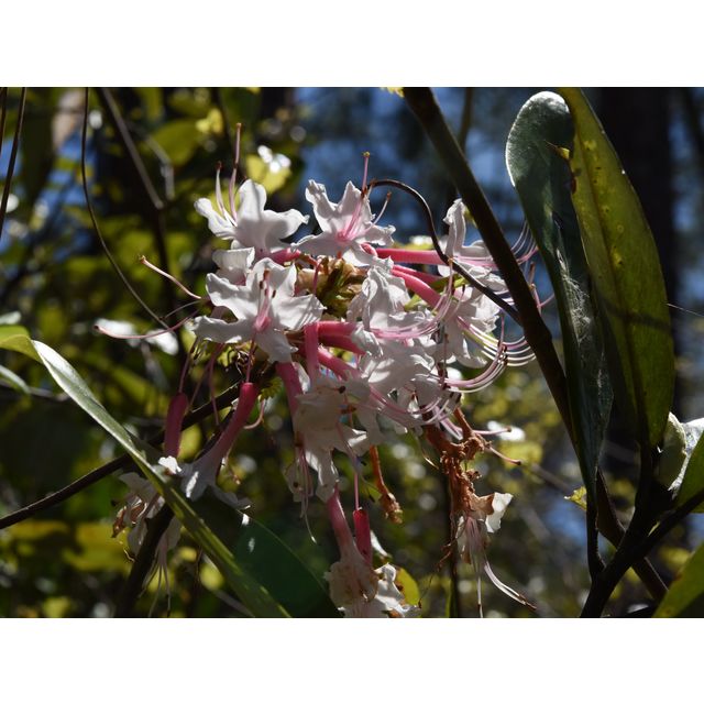 Rhododendron viscosum