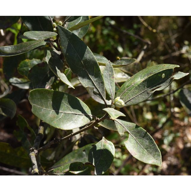 Persea palustris