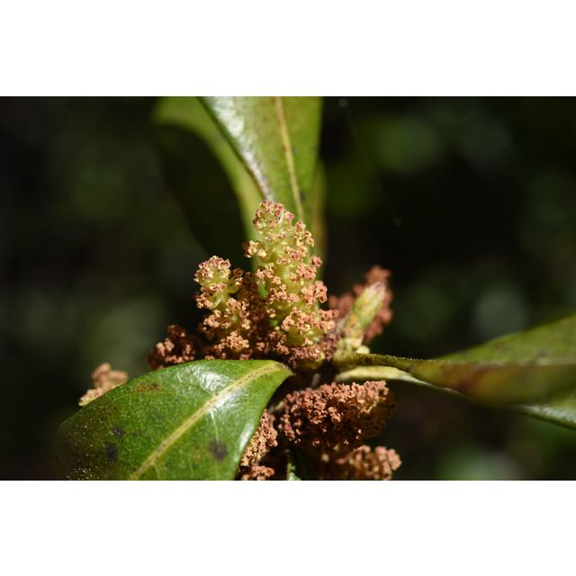Myrica caroliniensis?