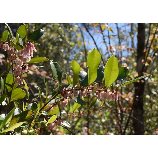 Leucothoe sp.