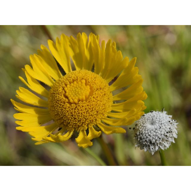 Helenium vernale and Eriocaulon decangulare