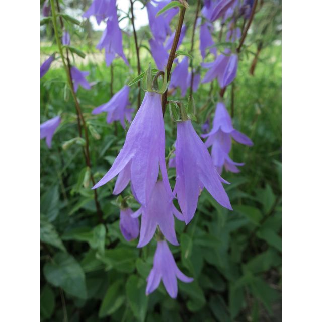 Campanula rapunculoides