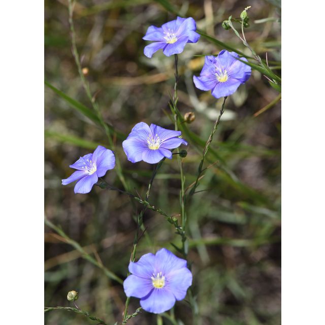 Linum lewisii