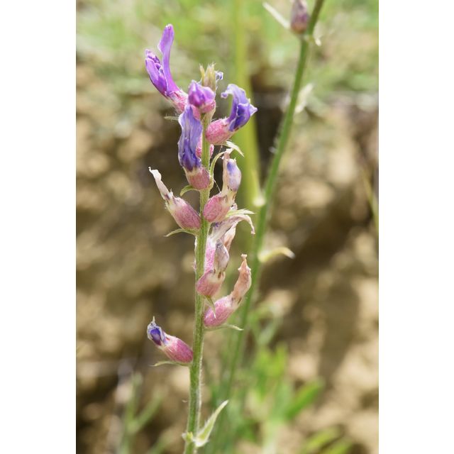 Oxytropis lambertii