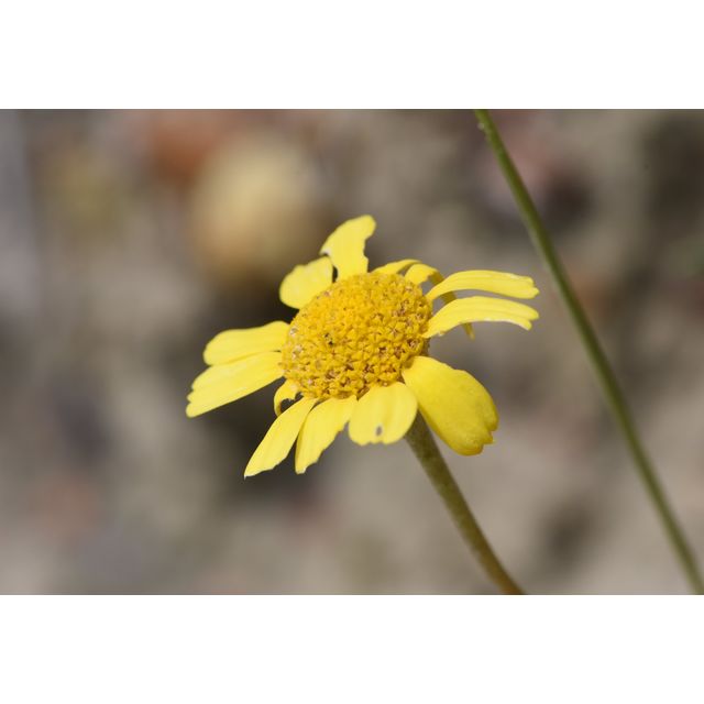 Stenotus armerioides