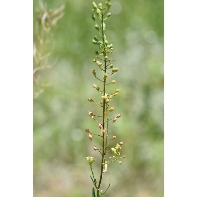Camelina microcarpa