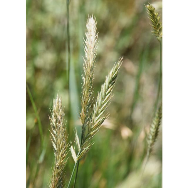 Agropyron cristatum