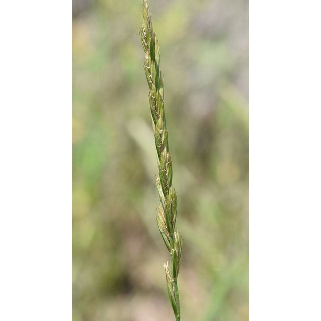 Elymus repens