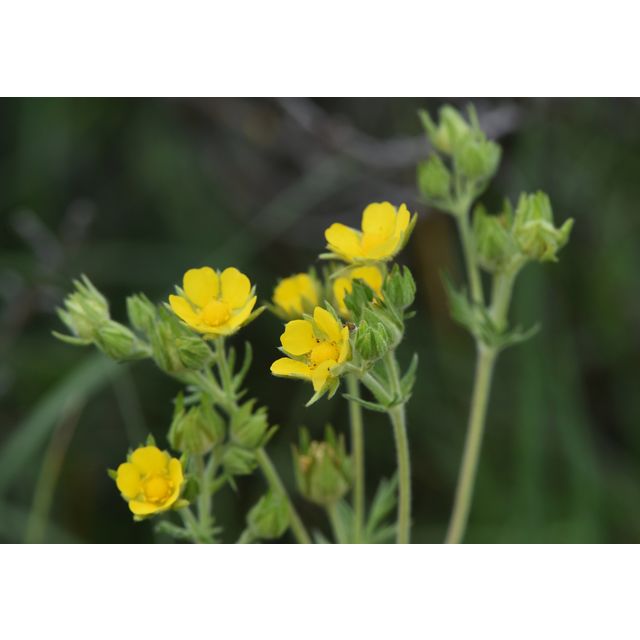 Potentilla pensylvanica