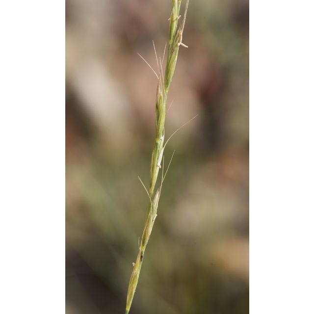 Elymus albicans