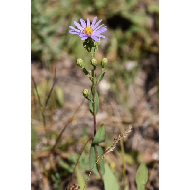 Symphyotrichum praealtum