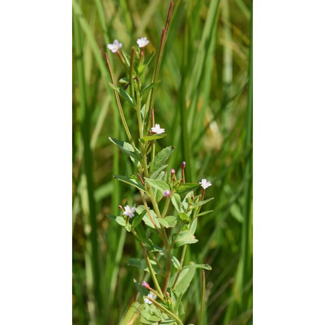 Epilobium ciliatum