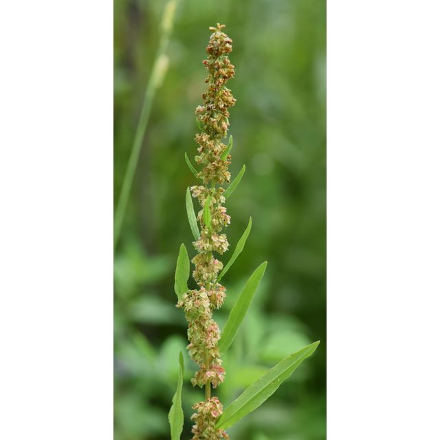 Rumex stenophyllus