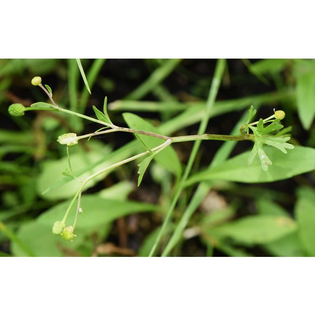 Ranunculus sceleratus