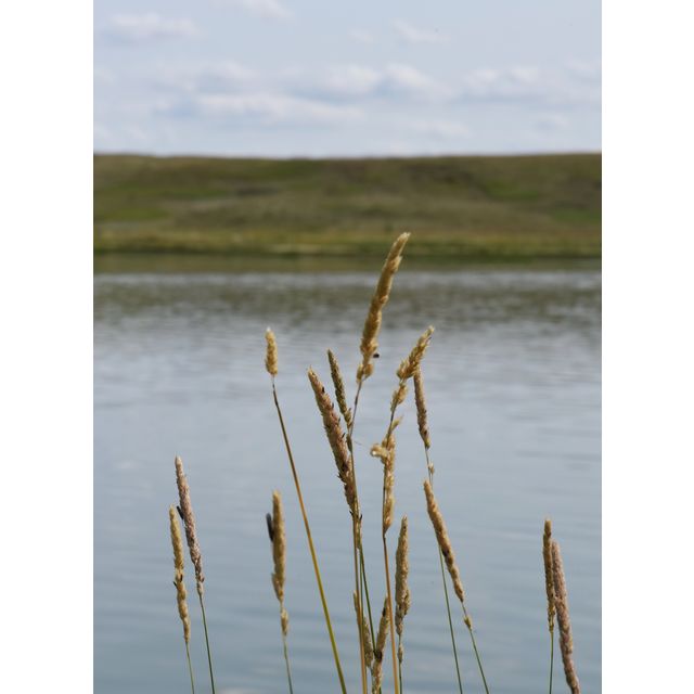 Phalaris arundinacea