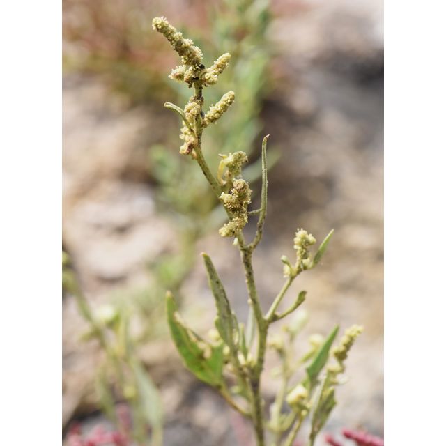Atriplex rosea