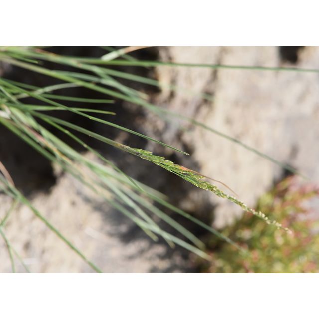 Puccinellia nuttalliana