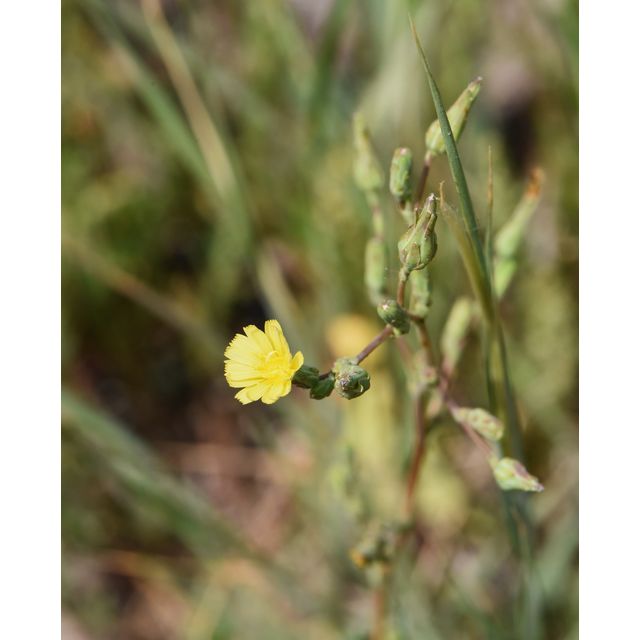 Lactuca serriola