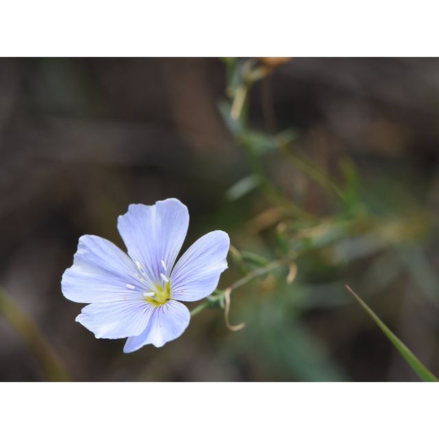 Linum lewisii