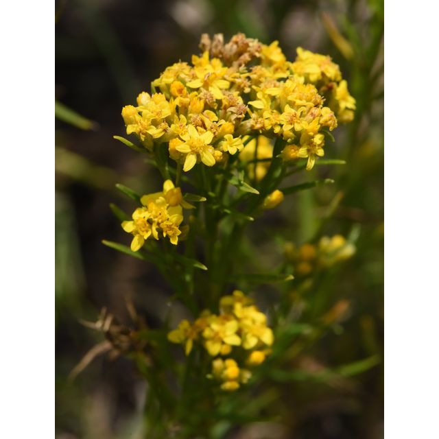 Gutierrezia sarothrae