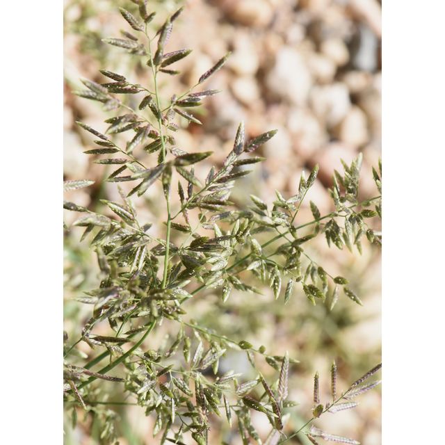 Eragrostis cilianensis