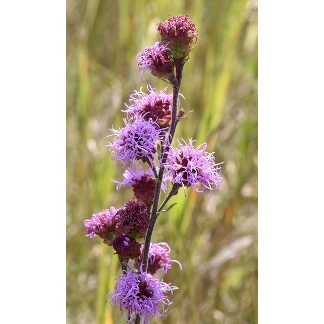 Liatris ligulistylis
