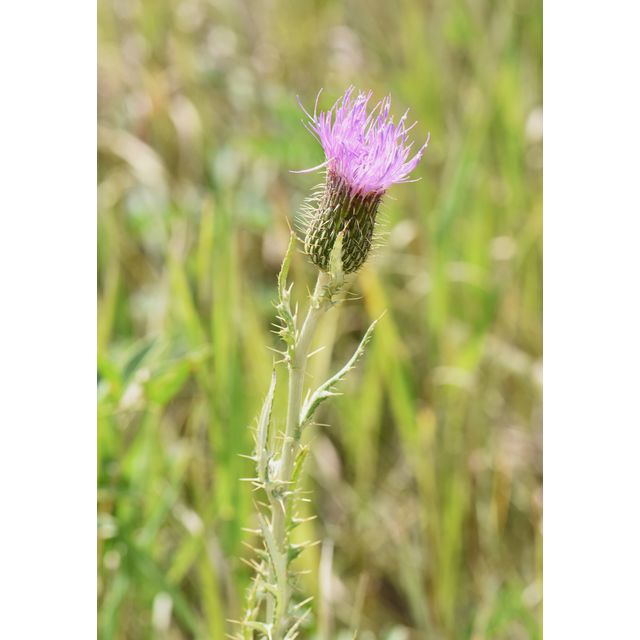 Cirsium flodmanii